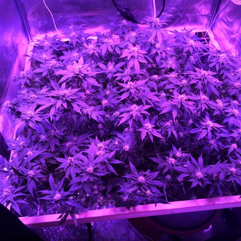 Залика growlog photo: после стрижки