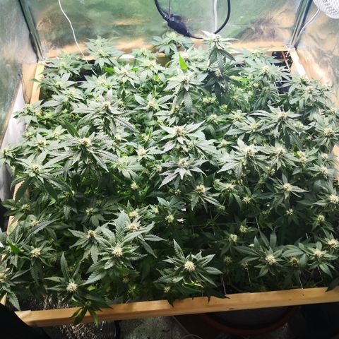 Залика growlog photo: после стрижки