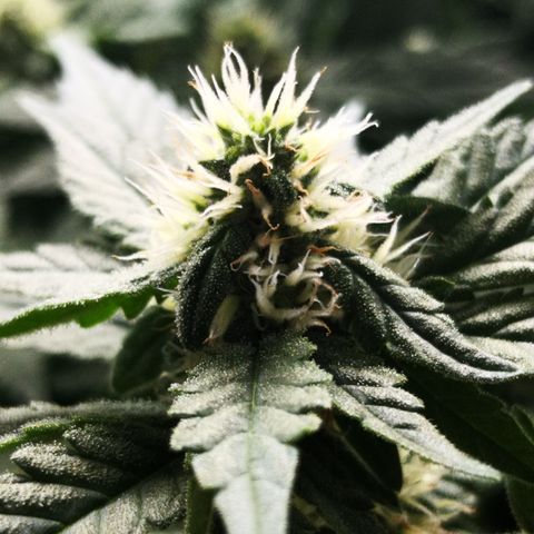 Залика growlog timeline photo