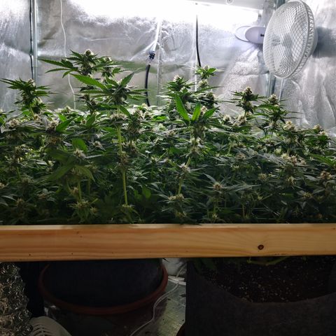 Залика growlog timeline photo