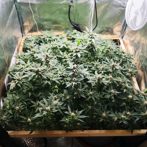 Залика growlog timeline photo