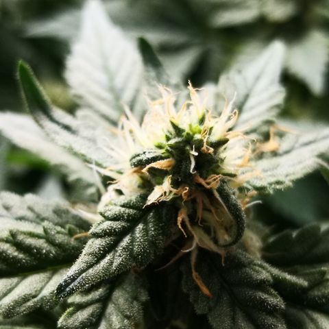 Залика growlog timeline photo