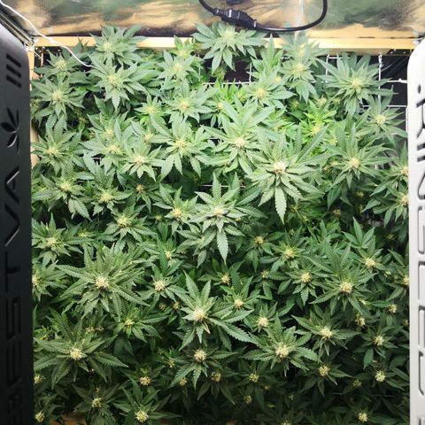 Залика growlog timeline photo
