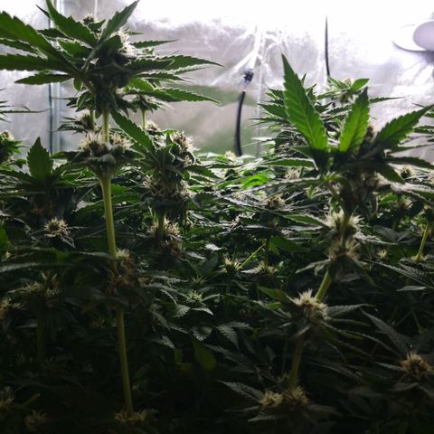 Залика growlog timeline photo