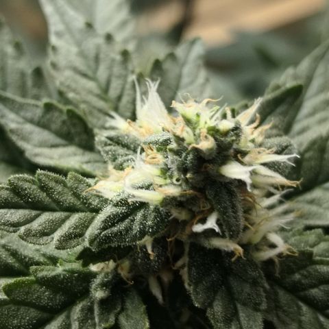 Залика growlog timeline photo