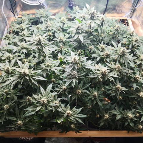 Залика growlog timeline photo