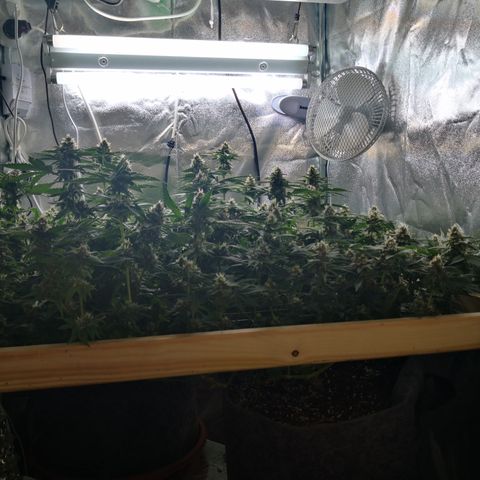 Залика growlog timeline photo