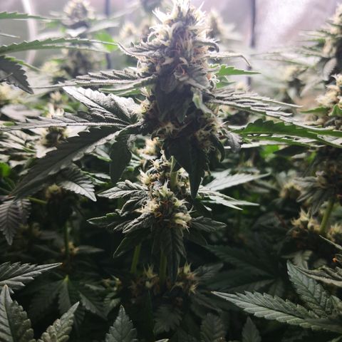 Залика growlog timeline photo