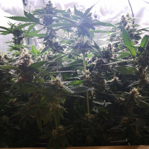 Залика growlog timeline photo