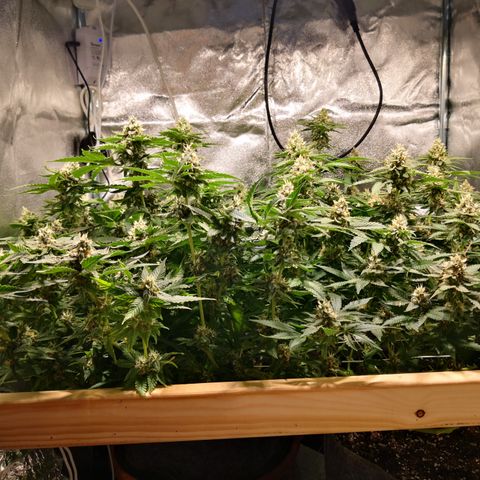 Залика growlog timeline photo