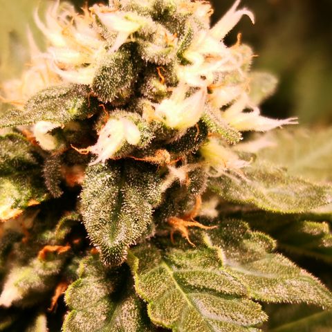 Залика growlog timeline photo