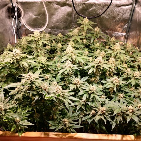 Залика growlog timeline photo