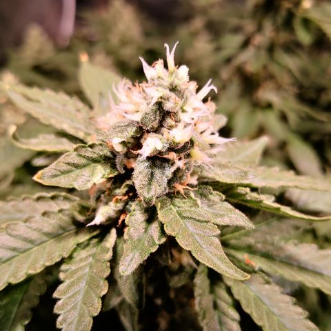Залика growlog timeline photo