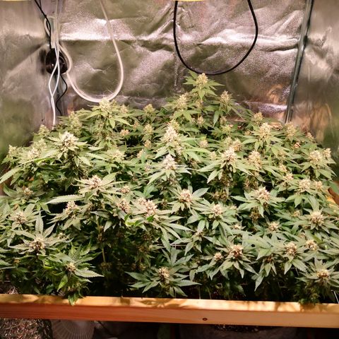Залика growlog timeline photo
