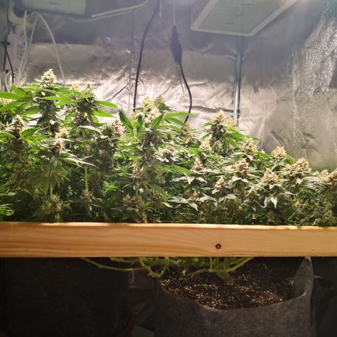 Залика growlog timeline photo