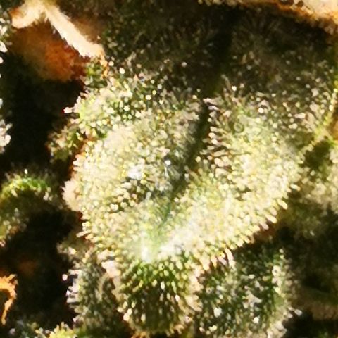 Залика growlog timeline photo