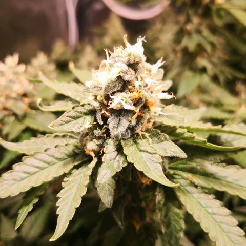 Залика growlog timeline photo
