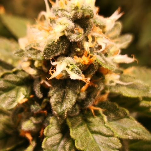 Залика growlog timeline photo