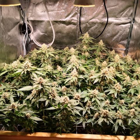 Залика growlog timeline photo