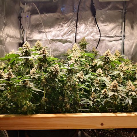Залика growlog timeline photo