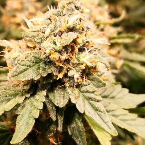 Залика growlog timeline photo