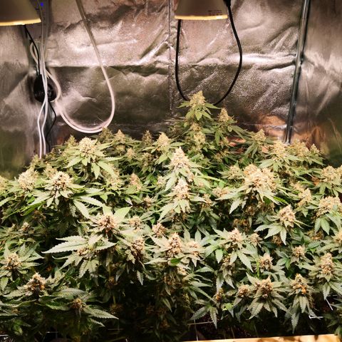 Залика growlog timeline photo
