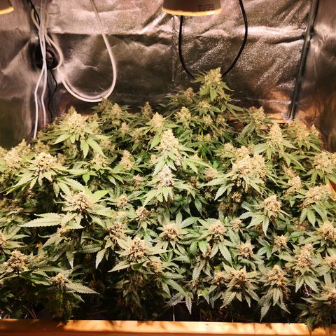 Залика growlog timeline photo