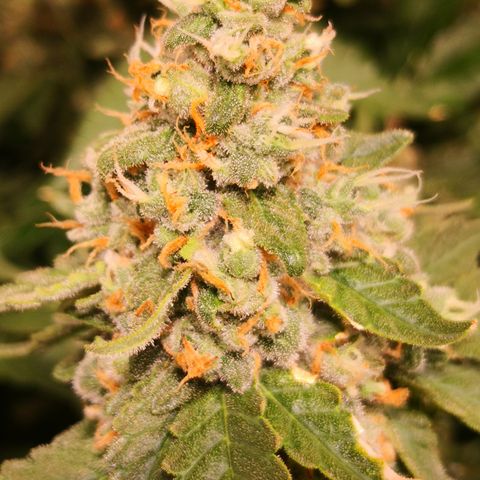 Залика growlog timeline photo