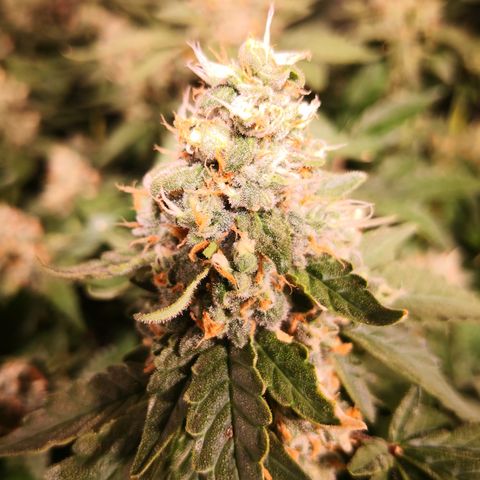 Залика growlog timeline photo