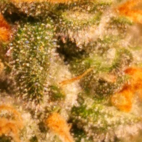 Залика growlog timeline photo