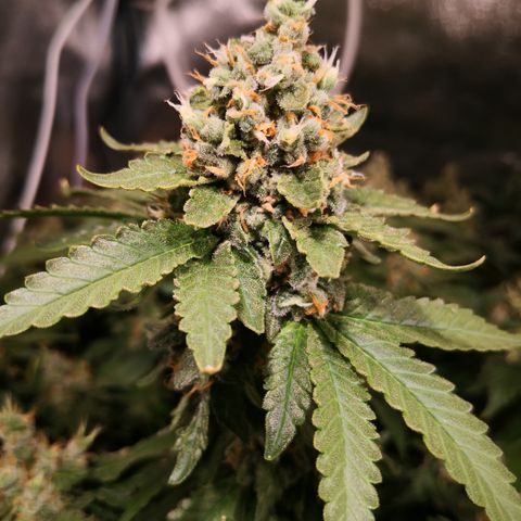 Залика growlog timeline photo