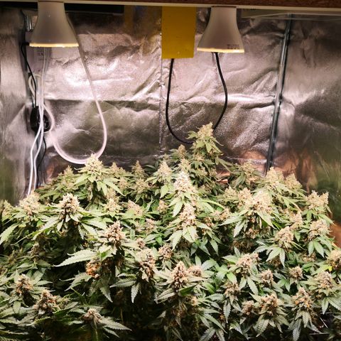 Залика growlog timeline photo