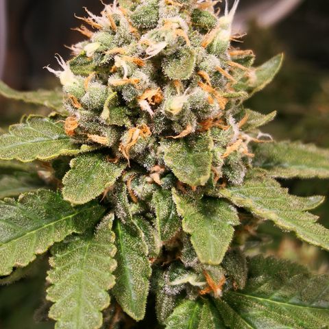 Залика growlog timeline photo