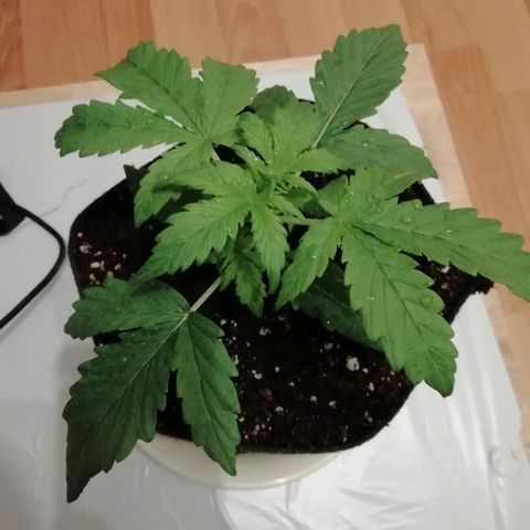 Рипли growlog photo: Lst