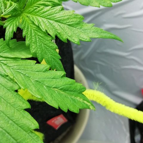 Рипли growlog photo: Появилось маленькое повреждение листа