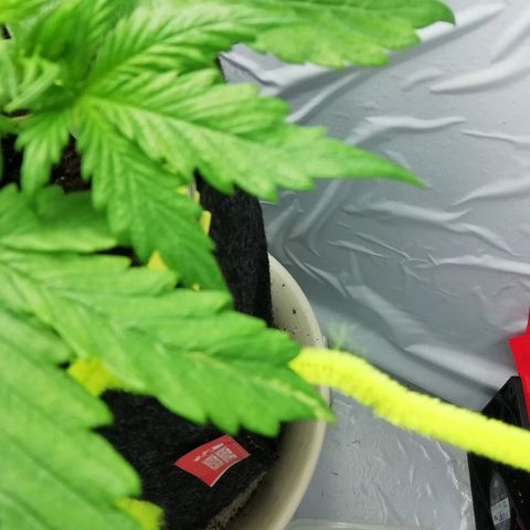 Рипли growlog photo: Появилось маленькое повреждение листа