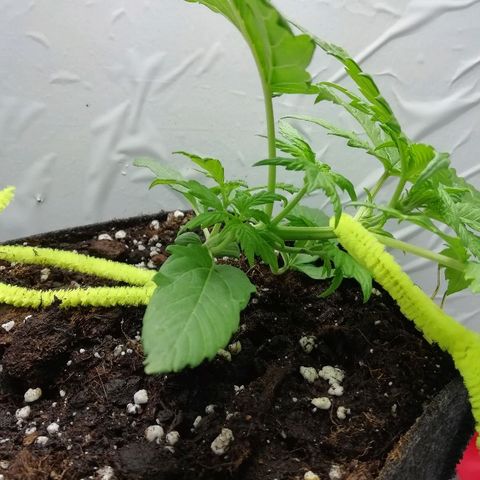 Рипли growlog photo: Появилось маленькое повреждение листа
