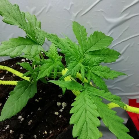 Рипли growlog photo: Появилось маленькое повреждение листа