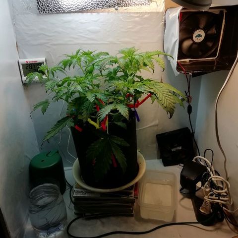 Рипли growlog timeline photo