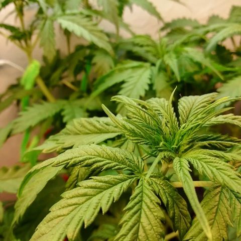 Рипли growlog timeline photo