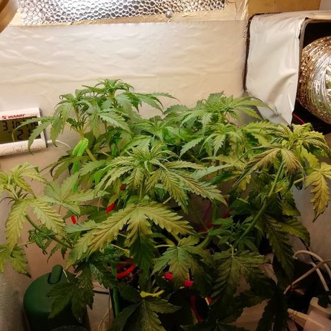 Рипли growlog timeline photo
