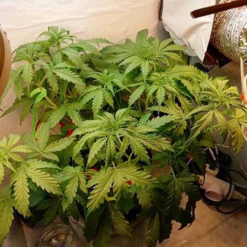 Рипли growlog timeline photo