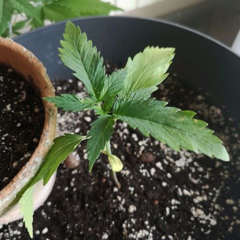 Royal jack 3 growlog timeline photo
