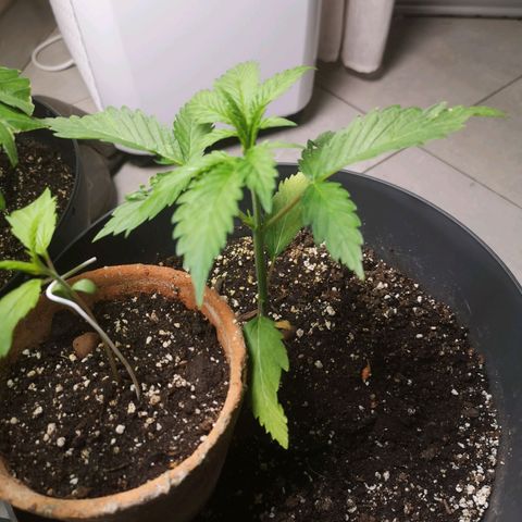 Royal jack 3 growlog timeline photo