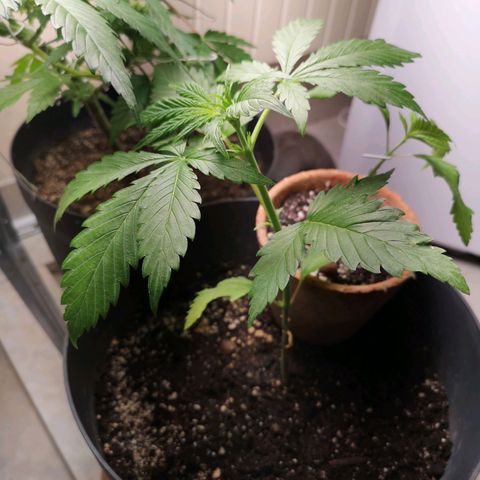 Royal jack 3 growlog timeline photo