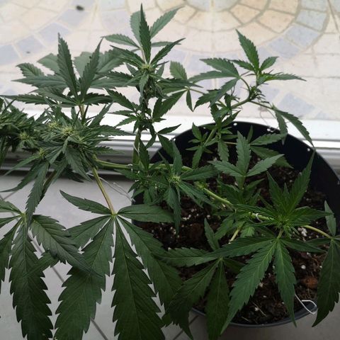 Royal jack 3 growlog timeline photo