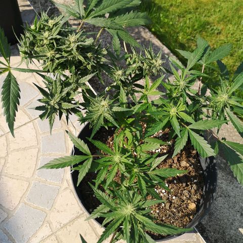 Royal jack 3 growlog timeline photo