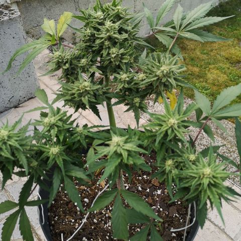 Royal jack 3 growlog timeline photo