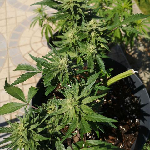 Royal jack 3 growlog timeline photo