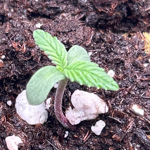 White Widow Automatic growlog timeline photo